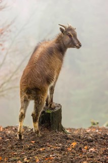 A female Himalayan Tahr (Hemitragus jemlahicus) stands in the forest on a foggy day