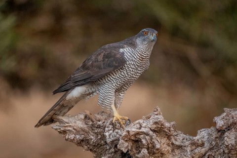 Goshawk (Accipiter gentilis), Catalonia, Spain