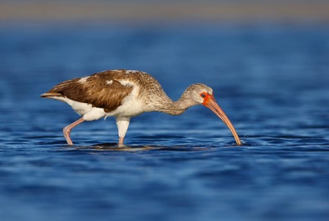 American White Ibis (Eudocimus albus) young foraging, Florida, USA