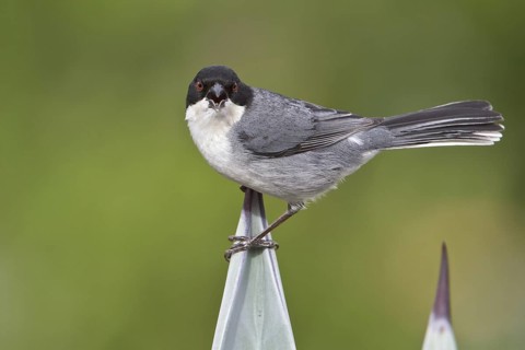 Black-capped Warbling-Finch (Poospiza melanoleuca) perched on a branch in Bolivia, South America