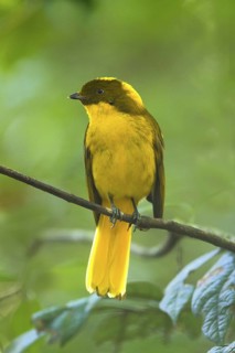 Golden Bowerbird (Prionodura newtoniana) male, Queensland, Australia