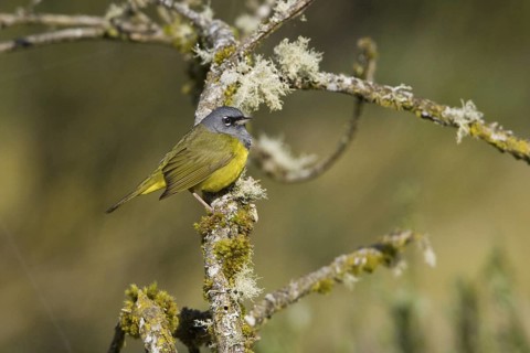 MacGillivray's Warbler (Geothlypis tolmiei), British Columbia, Canada