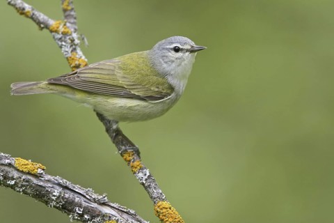 Tennessee Warbler (Leiothlypis peregrina), Manitoba, Canada
