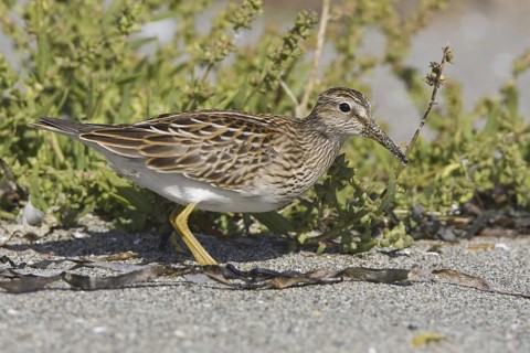 Pectoral Sandpiper (Calidris melanotos), British Columbia, Canada