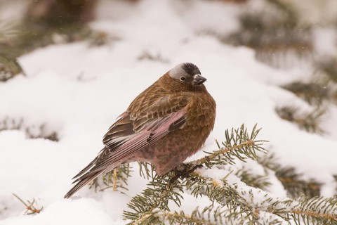 Grey-crowned Rosy Finch (Leucosticte tephrocotis), California, USA