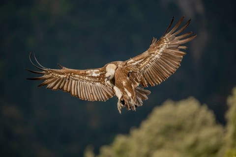 Griffon vulture (Gyps fulvus), approaching, Pyrenees, Spain