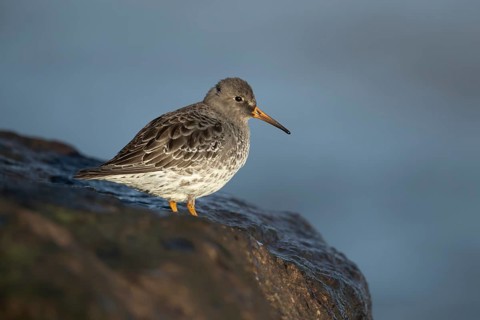 Purple sandpiper (Calidris maritima) adult wading bird in winter plumage on coastal rocks, Suffolk,