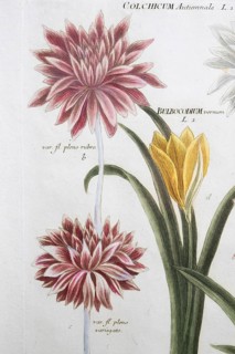 Detail, autumn crocus (Colchicaceae), colchicum, hand-coloured mezzotint copperplate engraving from