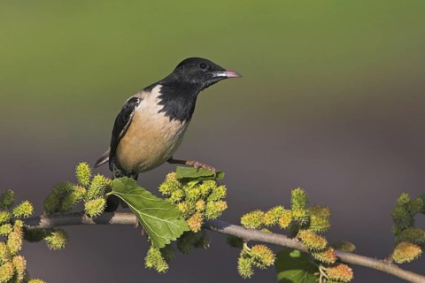 Rosy Starling (Pastor roseus), Greece