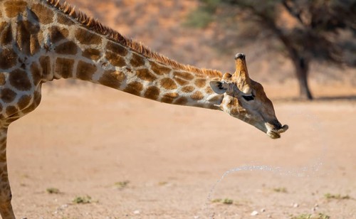 Cape giraffe (Giraffa giraffa giraffa) drinking, funny, Kgalagadi Transfrontier National Park,