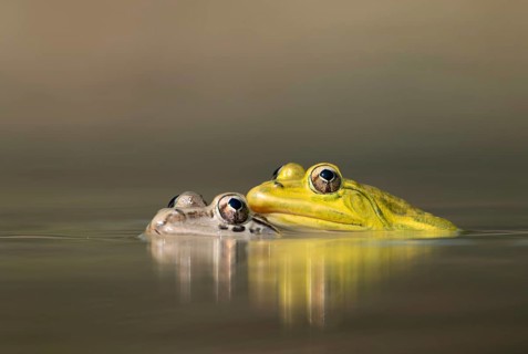 Male and female Indian bullfrog (Hoplobatrachus tigerinus) in a pond, sreepur, Gazipur, bangladesh