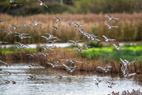 Black-tailed Godwits, Limosa limosa, birds in flight over marshes, Devon, England, United Kingdom