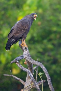 Cuban Black Hawk (Buteogallus gundlachii) perched on a branch in Cuba