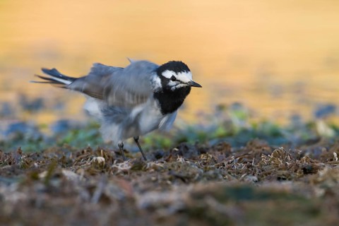 Moroccon Wagtail - Bachstelze - Motacilla alba ssp. subpersonata, Morocco