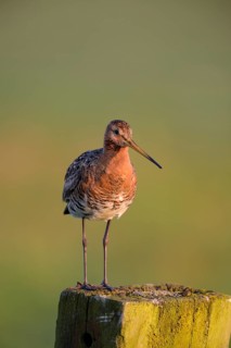 Uferschnepfe (Limosa limosa), Black-tailed Godwit, Altvogel auf Sitzwarte, im Morgenlicht, Mai,