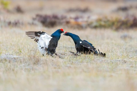 Black grouse (Lyrurus tetrix), black grouse courtship in Sweden, Fågelsjö, Gävleborgs län, Sweden