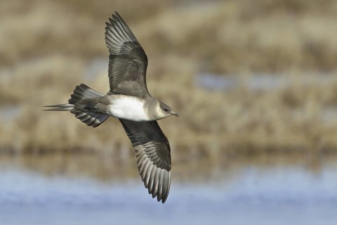 Parasitic Jaeger (Stercorarius parasiticus) flying, Manitoba, Canada