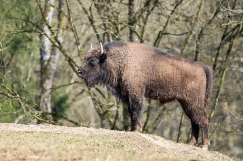 European bison (Bison bonasus) on a meadow, Bavaria, Germany