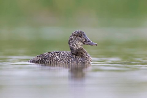 Blue-billed Duck (Oxyura australis) female, Victoria, Australia