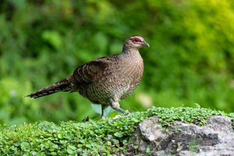 Mrs. Hume's Pheasant (Syrmaticus humiae) female perched on the ground, Yunnan, China