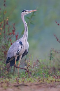 Grey Heron (Ardea cinerea), North Rhine-Westphalia, Germany