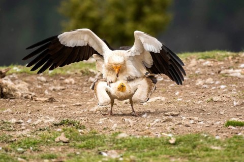 Egyptian Vulture (Neophron percnopterus) pair mating, Aragon, Spain