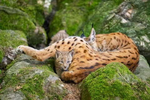 Eurasian lynx (Lynx lynx) mother with her youngsters (cubs) lying on a rock in a forest, Bavaria,