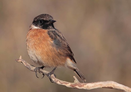 European Stonechat (Saxicola rubicola) male, Alcoutim, Portugal