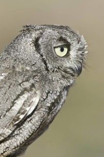 Western Screech Owl (Megascops kennicottii), Arizona, USA