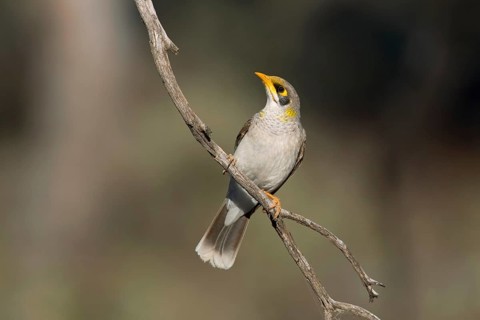 Yellow-throated Miner (Manorina flavigula), Victoria, Australia