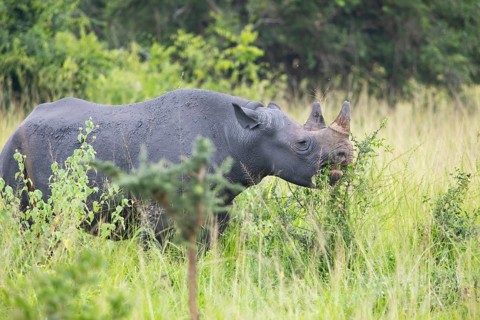 Black rhinoceros (Diceros bicornis) or black rhino standing in high grass and eating, Akagera
