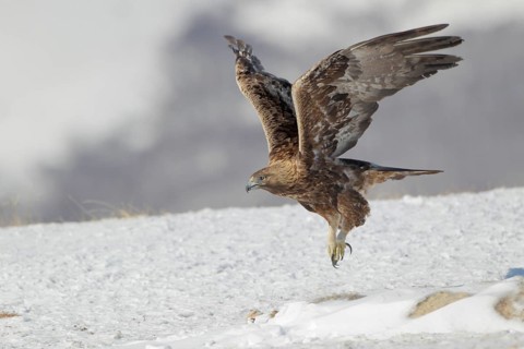 Steinadler; lat. Aquila chrysaetos; Altvogel; adult; fliegt von einem Schneehang auf; Balkangebirge
