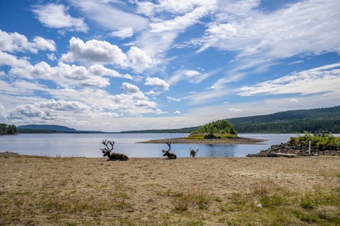 Panoramic view of reindeer (Rangifer tarandus) on the lakeshore with a small island and wide sky,