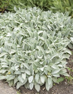 Carpet-wool-zest (Stachys byzantina 'Silver Carpet'), University of Agricultural Sciences, Alnarp,