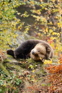 Eurasian brown bear (Ursus arctos arctos) relaxing in an autumn forest, Bavarian Forest National