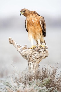 Bonelli's Eagle (Aquila fasciata) juvenile, Castile-La Mancha, Spain