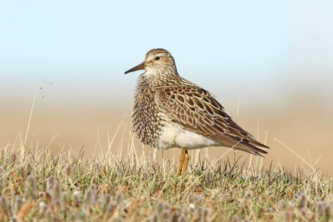 Pectoral Sandpiper (Calidris melanotos) male, Alaska, USA