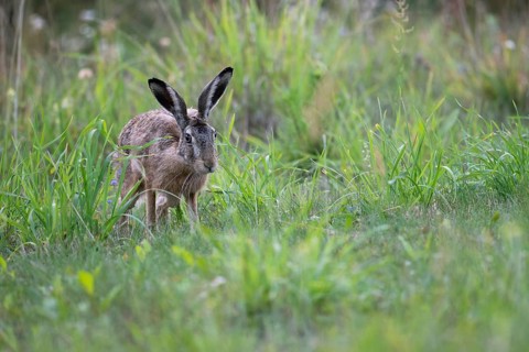 European hare (Lepus europaeus) in a forest clearing, Tyrol, Austria