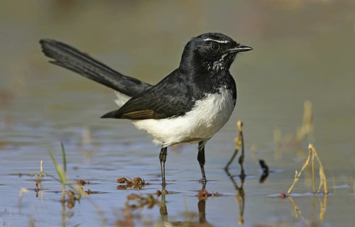 Willie Wagtail (Rhipidura leucophrys), Queensland, Australia
