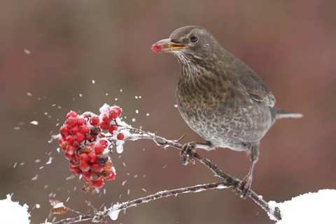 Common Blackbird (Turdus merula) female, Lower Saxony, Germany