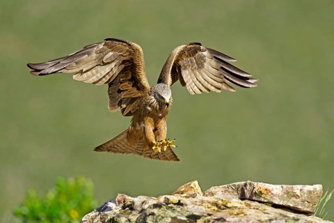 Black Kite (Milvus migrans), approach, Extremadura, Spain