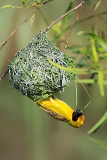 Masked weaver (Ploceus velatus), adult, male, at the nest, weaving, nest building, Pilanesberg