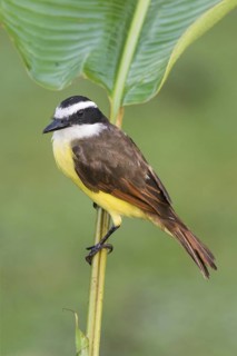 Great Kiskadee (Pitangus sulphuratus), Costa Rica