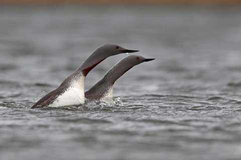 Sterntaucher (Gavia stellata)