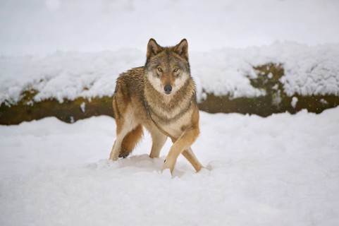 A wolf looks curiously in the snowy forest, Winter, Wolf (Canis lupus), Germany