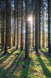 Sunbeams between tree trunks in a spruce forest with shadows on the mossy forest floor