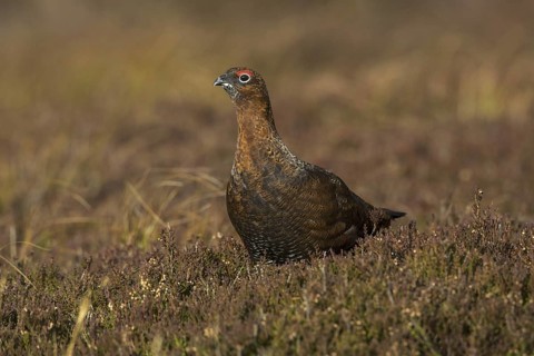 Red Grouse (Lagopus lagopus scotica), Yorkshire, United Kingdom