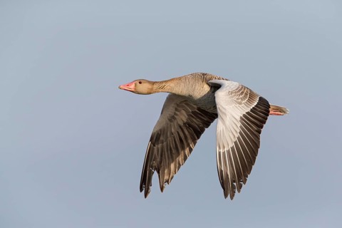 Graugans, Greylag Goose, Anser anser, Oie cendrée, Ánsar Común