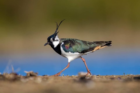 Northern Lapwing (Vanellus vanellus) male, North Rhine-Westphalia, Germany