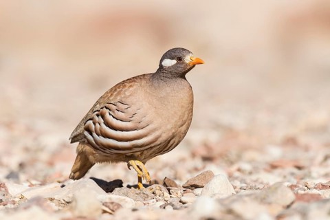Sand Partridge (Ammoperdix heyi) male, Eilat, Israel